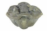 Wide, Enrolled Flexicalymene Trilobite - Indiana #287253-1